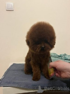 Additional photos: Male Teacup Red Poodle, free to mate