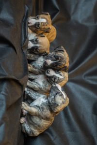 Additional photos: WHIPPET PUPPIES