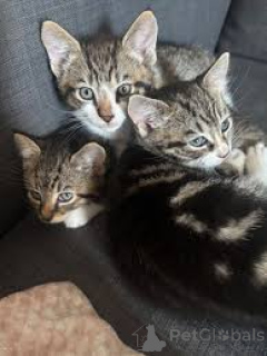 Photo №1. european shorthair - for sale in the city of Bern | 723$ | Announcement № 163251