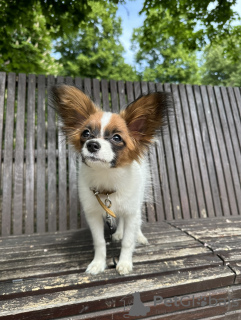 Photo №1. papillon dog - for sale in the city of Торонто | 845$ | Announcement № 103230