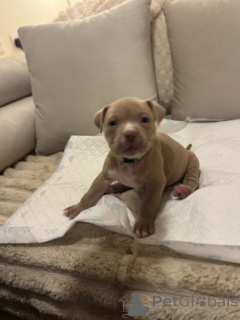 Photo №3. Pocket-Bully-Welpen zu verkaufen. Germany