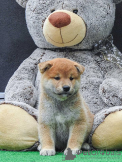 Photo №4. I will sell shiba inu in the city of Zrenjanin.  - price - 370$