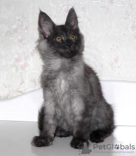 Photo №1. maine coon - for sale in the city of St. Petersburg | 483$ | Announcement № 25854