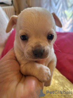 Photo №3. Chihuahua puppies. Serbia