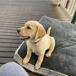 Photo №3. Meet Cooper the golden-hearted adventurer! Always ready for fun, fetch, and. Germany