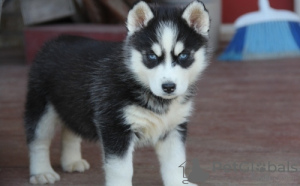 Photo №1. siberian husky - for sale in the city of Vienna | 264$ | Announcement № 117980