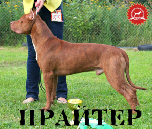 Photo №1. american pit bull terrier - for sale in the city of Moscow | Negotiated | Announcement № 4479