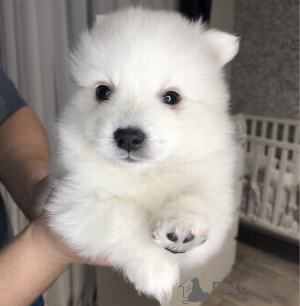 Photo №1. japanese spitz - for sale in the city of Dnipro | 650$ | Announcement № 9498