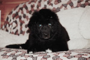 Photo №2 to announcement № 1281 for the sale of german shepherd - buy in Russian Federation breeder