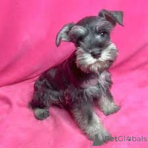 Photo №4. I will sell schnauzer in the city of City of London. private announcement, breeder - price - 723$