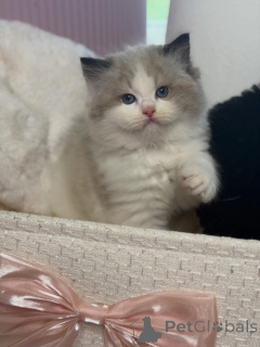 Photo №3. Say hi to Luna, our sweet little princess  playful, loving, and born to be. Switzerland