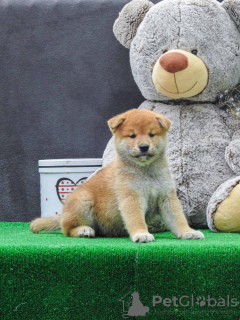 Photo №2 to announcement № 81774 for the sale of shiba inu - buy in Serbia breeder