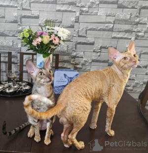 Photo №1. cornish rex - for sale in the city of Гамбург | 211$ | Announcement № 123672