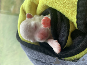 Photo №3. Maltese Blinka. Russian Federation