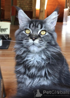 Additional photos: Maine Coon from World Champion