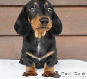 Photo №3. dachshund puppy. United States