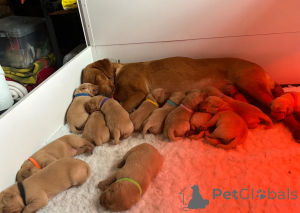 Photo №2 to announcement № 173955 for the sale of labrador retriever - buy in United States 