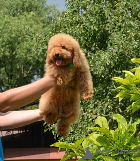 Photo №4. I will sell poodle (toy) in the city of Voronezh. from nursery, breeder - price - negotiated