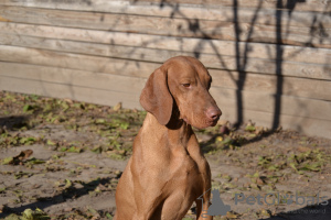 Photo №1. vizsla - for sale in the city of Ровно | 636$ | Announcement № 35755
