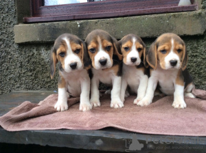 Photo №1. beagle - for sale in the city of Montpellier | 354$ | Announcement № 31675