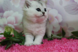 Photo №1. british shorthair - for sale in the city of Ankara | 500$ | Announcement № 3626