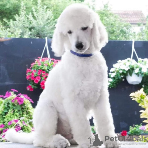 Photo №2 to announcement № 114217 for the sale of poodle (royal) - buy in Serbia breeder