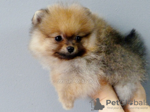 Additional photos: Pomeranian Spitz puppies, mini boo.