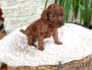 Additional photos: Toy red poodle puppies for sale