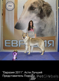 Additional photos: Czechoslovakian Wolfdog. Puppies.