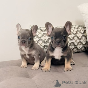 Photo №1. french bulldog - for sale in the city of Barcelona | negotiated | Announcement № 164988