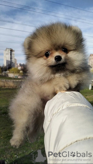 Photo №1. pomeranian - for sale in the city of Schönefeld | negotiated | Announcement № 97864