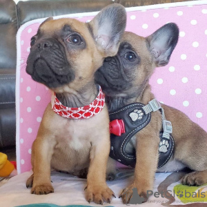 Photo №3. Champion French Bulldog available now for sale. Netherlands