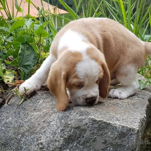 Additional photos: beautiful beagle puppies for sale