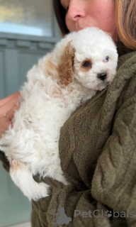 Photo №3. Acești pui de Cavalier King Charles Spaniel de calitate. Romania