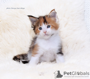 Photo №1. maine coon - for sale in the city of Kazan | negotiated | Announcement № 6244