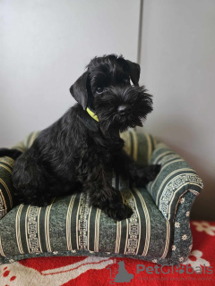 Additional photos: Black miniature schnauzer with a passport