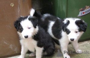 Photo №1. border collie - for sale in the city of Brno | negotiated | Announcement № 170702