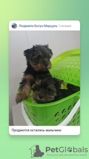 Photo №2 to announcement № 8765 for the sale of yorkshire terrier - buy in Russian Federation breeder