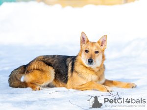 Photo №2 to announcement № 32399 for the sale of non-pedigree dogs - buy in Russian Federation private announcement