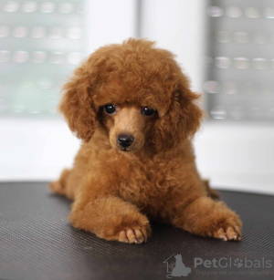 Photo №2 to announcement № 121776 for the sale of poodle (toy) - buy in Serbia breeder