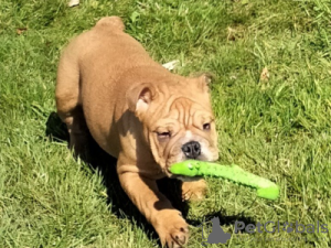 Photo №1. english bulldog - for sale in the city of Bottrop | Is free | Announcement № 95589