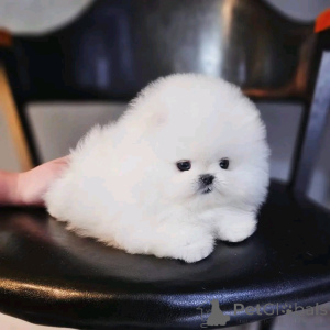 Photo №1. pomeranian - for sale in the city of Helsinki | 300$ | Announcement № 160942