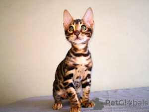 Photo №4. I will sell bengal cat in the city of Minsk. from nursery - price - 454$