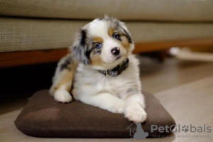 Photo №1. australian shepherd - for sale in the city of Riga | negotiated | Announcement № 112262