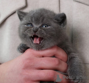 Photo №1. scottish fold - for sale in the city of New York | 350$ | Announcement № 102294