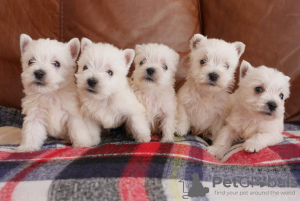 Photo №1. west highland white terrier - for sale in the city of Munich | Is free | Announcement № 32013
