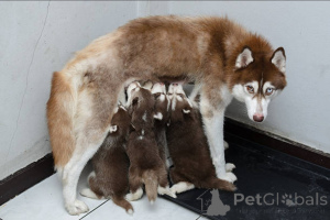 Photo №2 to announcement № 138802 for the sale of non-pedigree dogs - buy in United Kingdom breeder