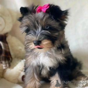 Photo №3. Meet Bentley, our tiny prince with a big heart and even bigger confidence! Ready. Germany