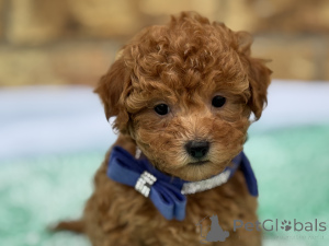 Photo №1. maltipu - for sale in the city of Munichenbernsdorf | 847$ | Announcement № 149580