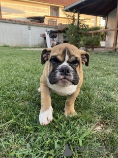 Photo №1. english bulldog - for sale in the city of Belgrade | negotiated | Announcement № 113698